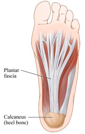 Fascia plantar